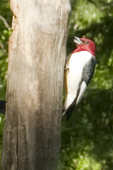 Restoring The Landscape With Native Plants: Red-Headed Woodpecker