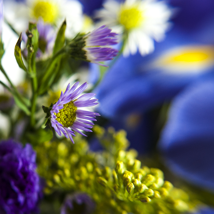 Macro Photography Macro Photography