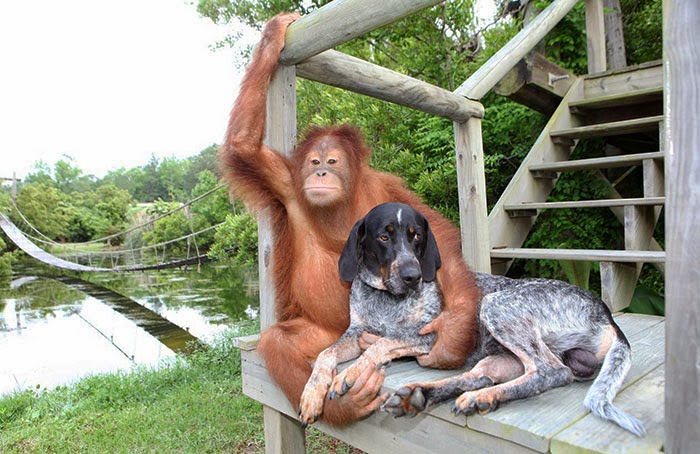 #14 Suryia the Orangutan and Roscoe the Blue Tick Hound - Unusual Animal Friendships That Are Absolutely Adorable! #14 Suryia the Orangutan and Roscoe the Blue Tick Hound - Unusual Animal Friendships That Are Absolutely Adorable!