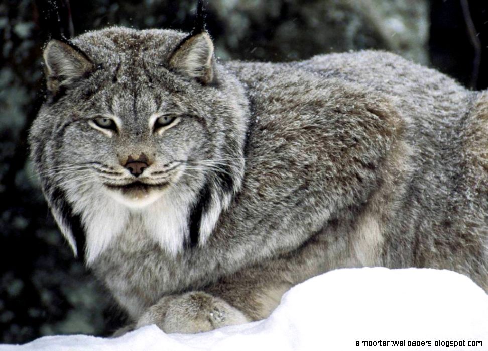 Canadian Lynx Wallpaper Canadian Lynx Wallpaper