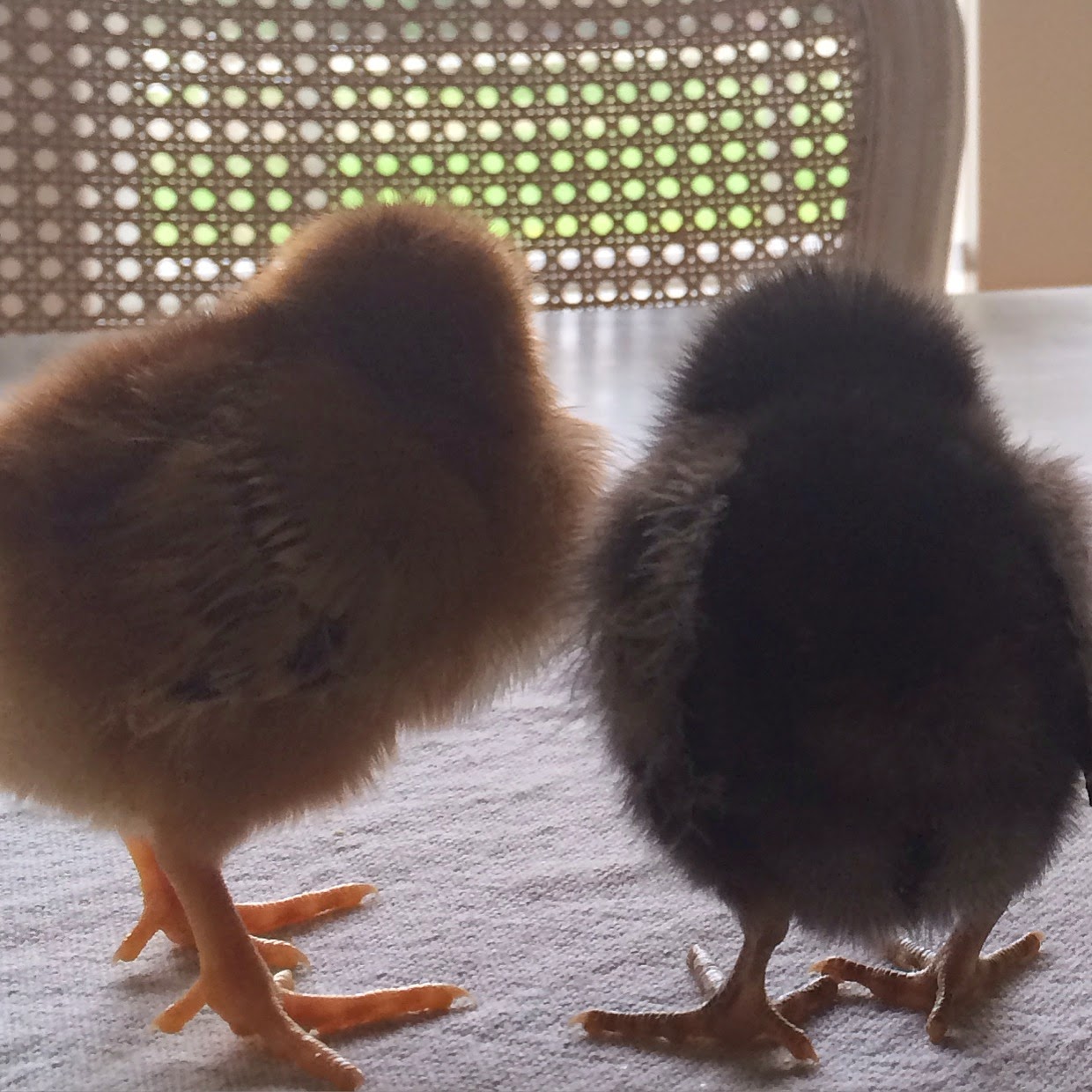 Little Farmstead If You've Ever Considered Having Chickens...