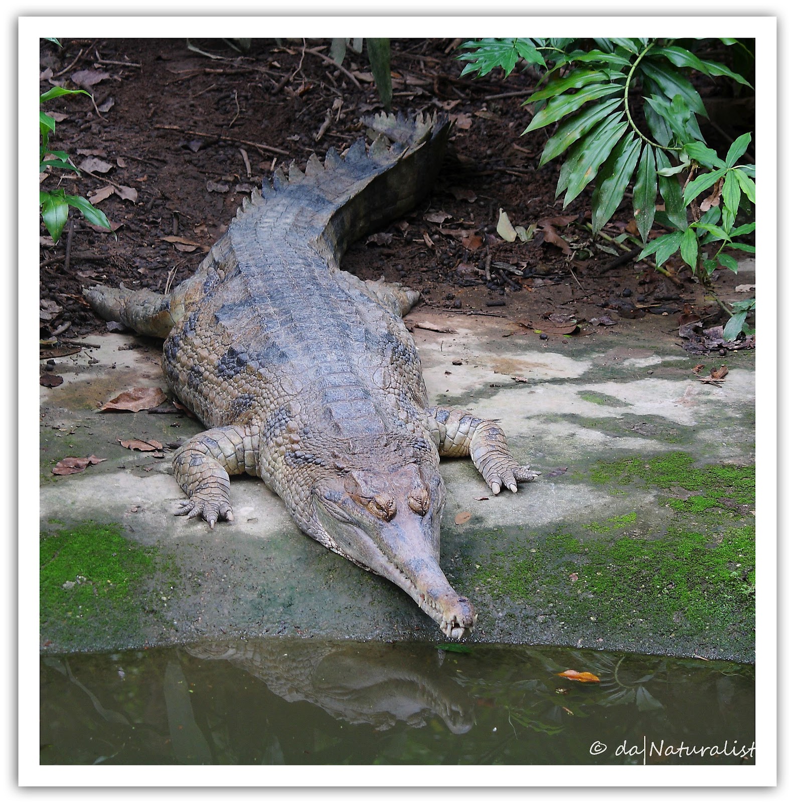da|NATURALIST: False Gharial