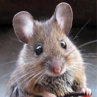 Bpp Kecamatan Gading Identifikasi Hama Tikus Pada Tanaman Padi