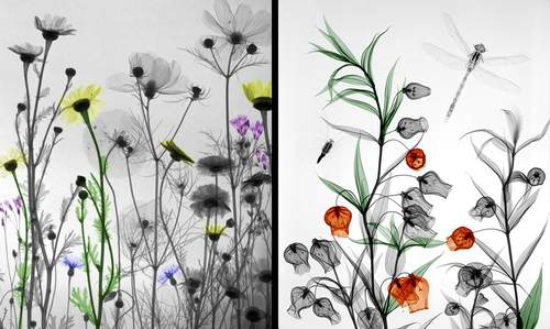 00-Arie-van-t-Riet-Colored-X-ray-Photographs-of-Nature-www-designstack-co