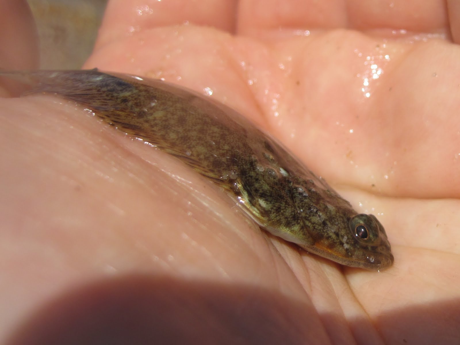 Baby Flounder