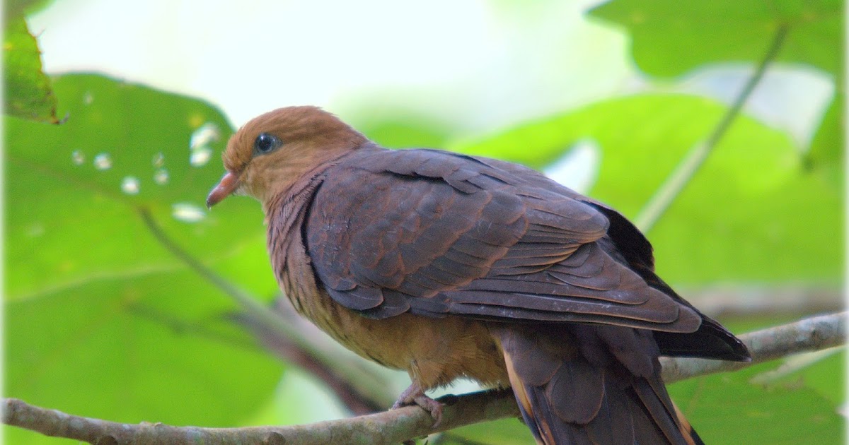 wanzai99 PHOTOGRAPHY: Burung Tekukur Api