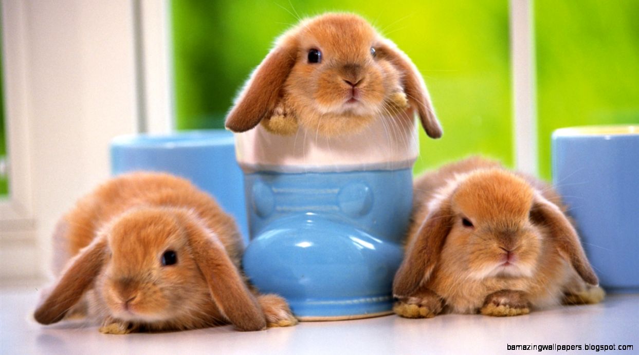 Cute Bunny Wallpaper 6970976 Cute Bunny Wallpaper 6970976