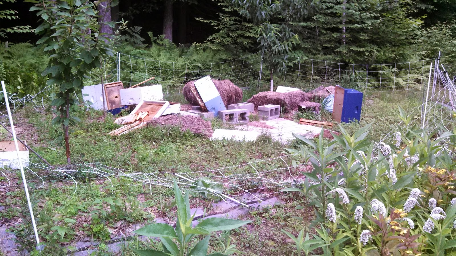 A new beekeeper's journal