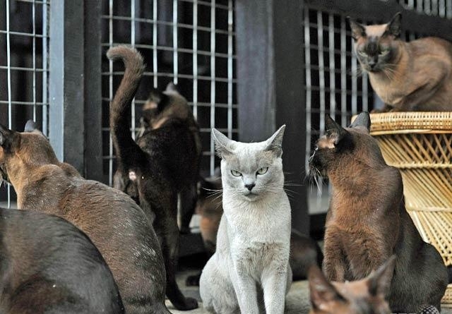 Health Problems in Burmese Cats