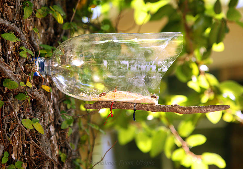 Soda Bottle Bird Feeder