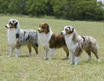 Sable Australian Shepherd