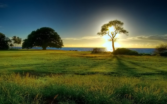 field-shore-sea-sunset-tree-grass-nature.jpg