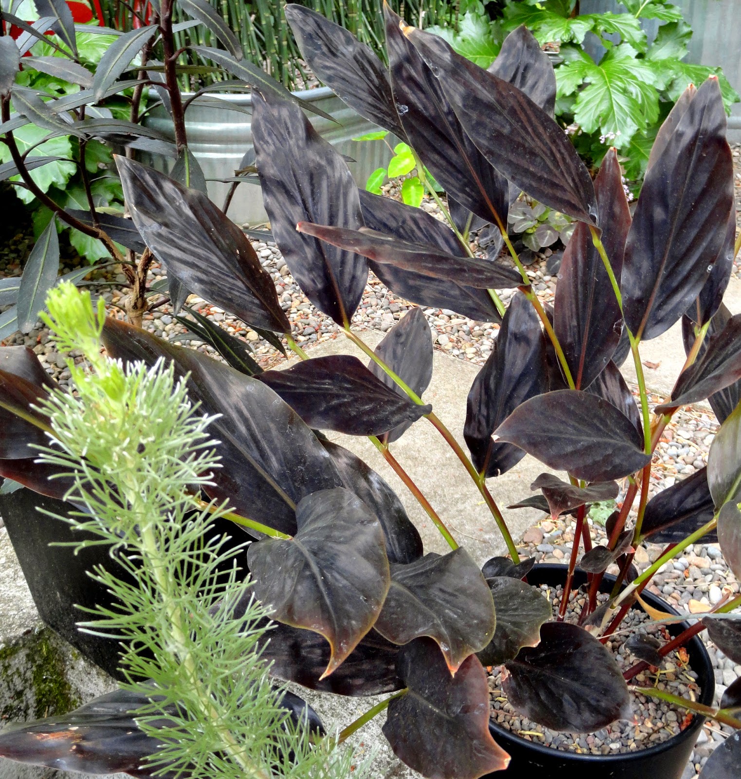 The Constant Gardener Perfect Partners 1