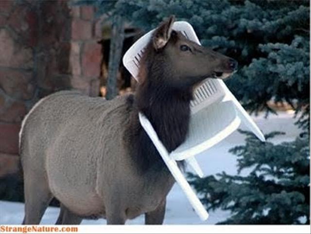 Funny Rather Stupid Animal Pictures Stories Today