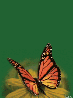 Hình Nền: Hình động về loài bướm làm nền điện thoại (240x320)