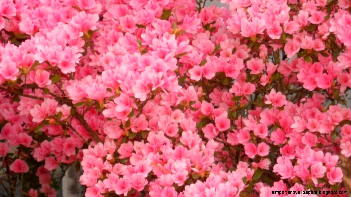 Our Light Pink Azalea Bush Flower Bushes Our Light Pink Azalea Bush Flower Bushes
