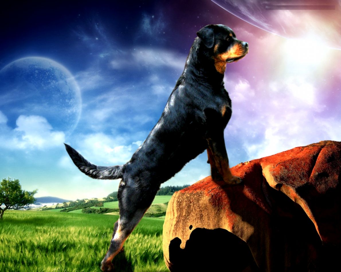 Rottweiler Dog Desktop Wallpapers New WallpapersNew Wallpapers Rottweiler Dog Desktop Wallpapers New WallpapersNew Wallpapers