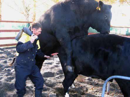 bullsemen.jpg