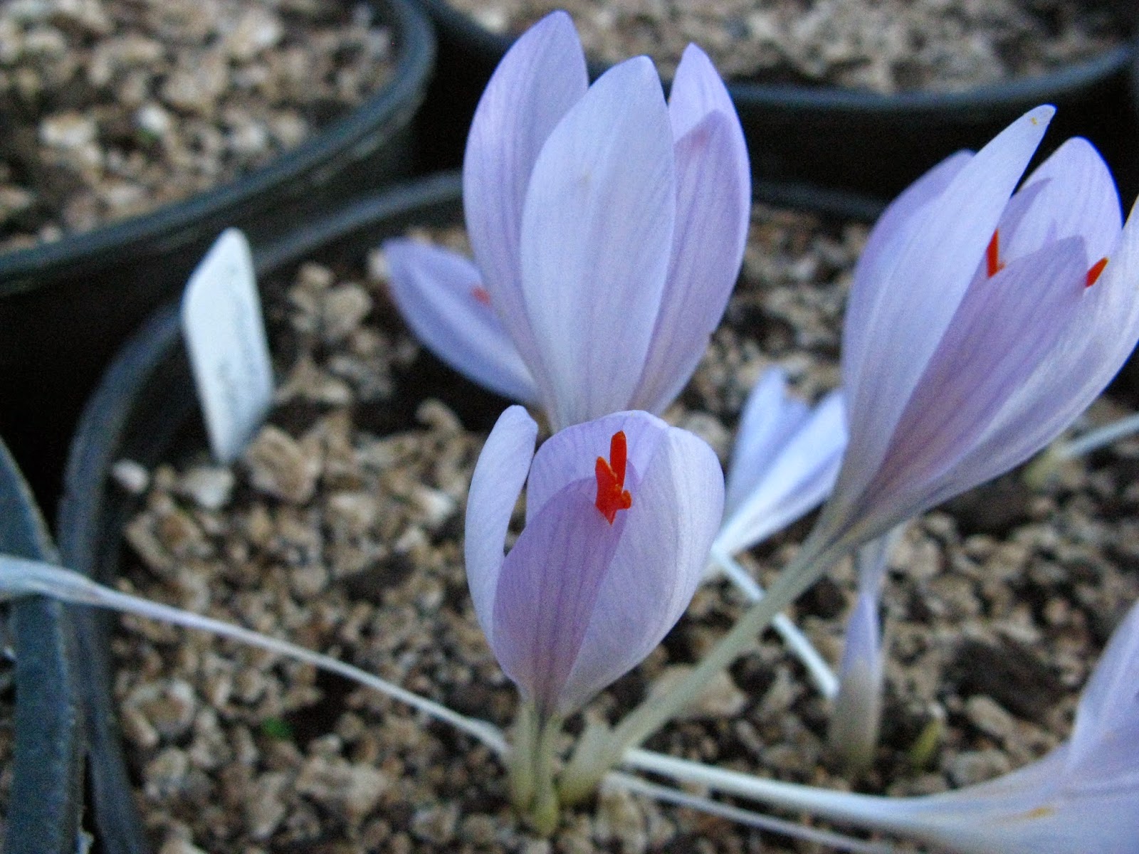 illahe Rare Bulbs 2014 Bulb listShipping is finished for this year