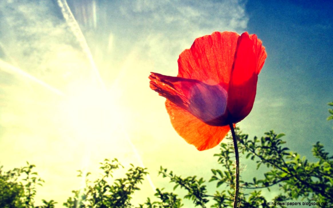 HD Wallpapers 1280x800 » Flowers » poppyflower high quality HD Wallpapers 1280x800 » Flowers » poppyflower high quality