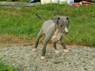 Greyhound Puppy Picture