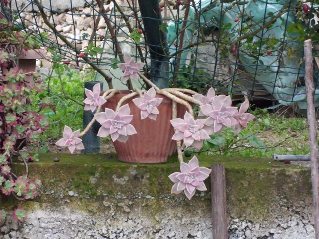 Once Upon a Time dal portico a Ponente: Razzle Dazzle Pre ...