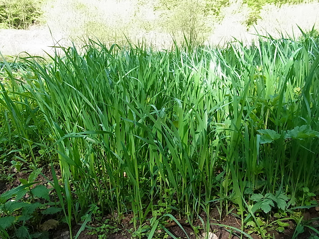 rencontres des circuits courts alimentaires