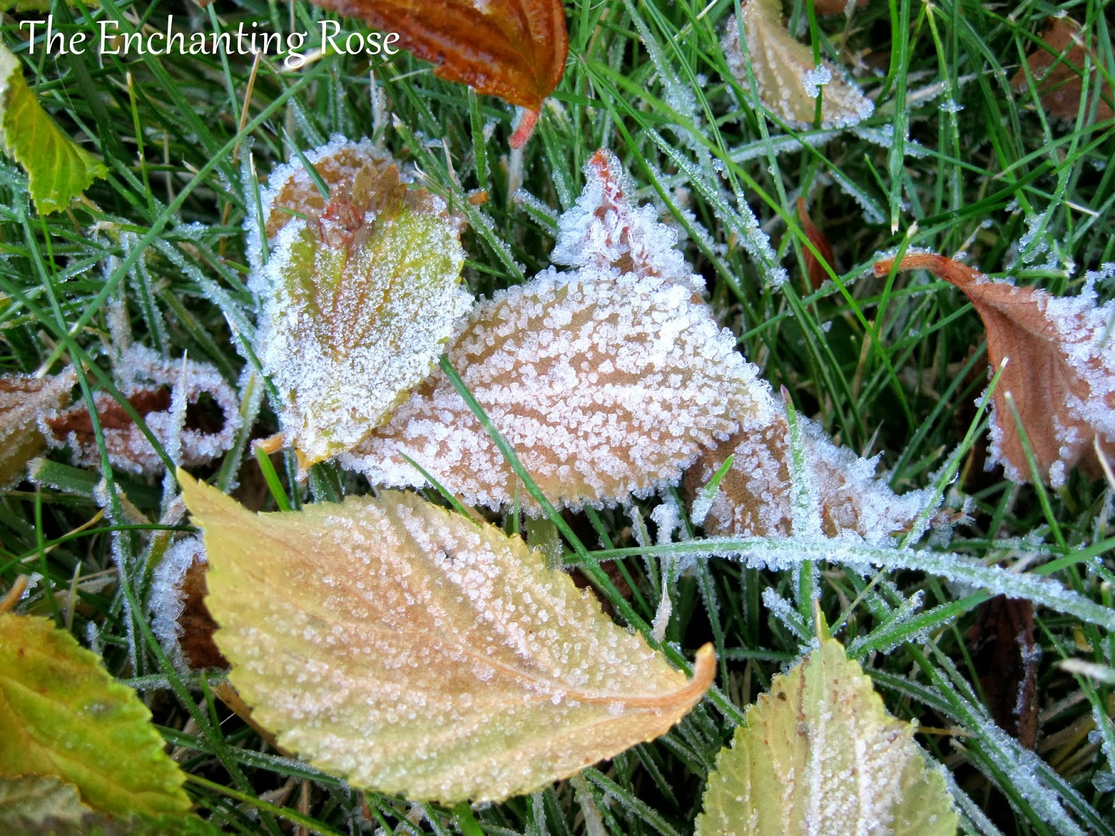Macys thanksgiving parade new