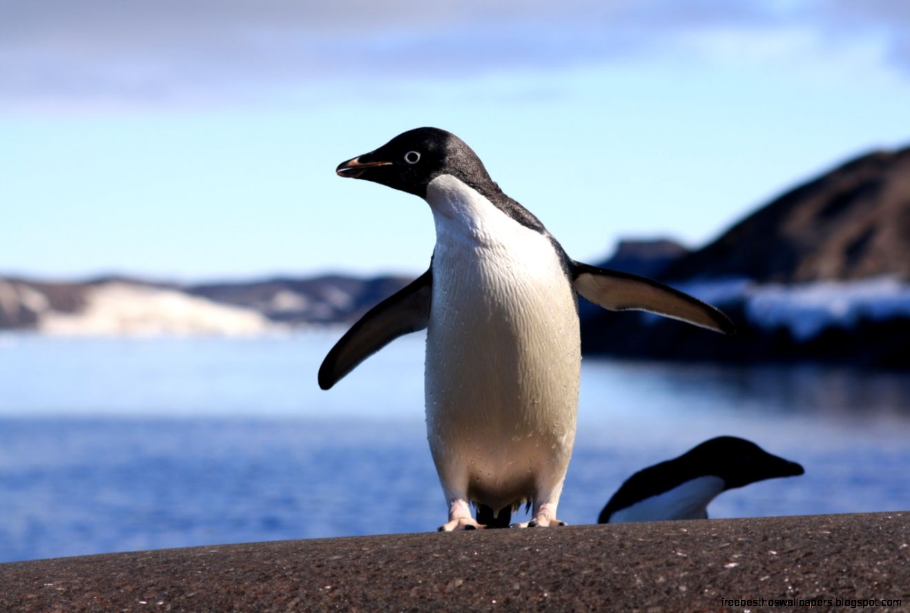 Shrinking Antarctic glaciers could make Adélie penguins unlikely Shrinking Antarctic glaciers could make Adélie penguins unlikely