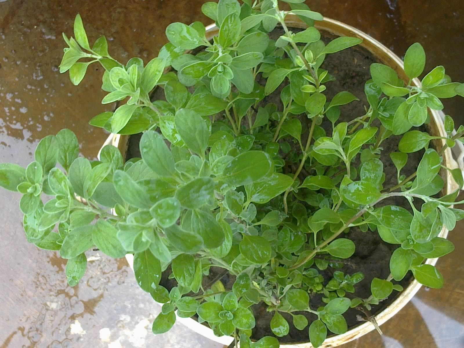 Plants Growing In My Potted Garden. How To Grow Sweet Marjoram In Pots