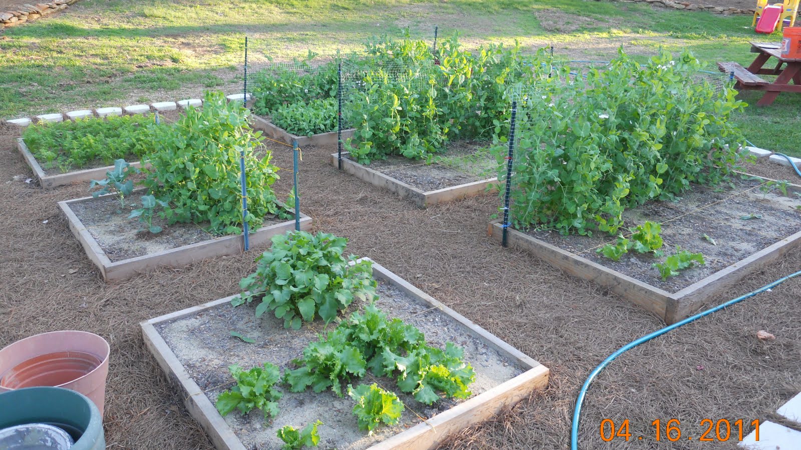 Georgia Home Garden: 2011 Garden - April 16th