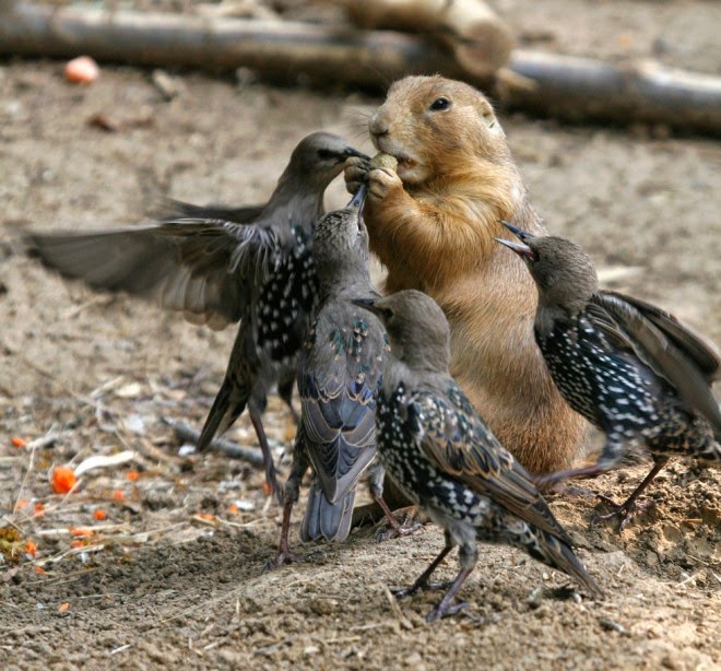 23-birds-food-fight-photography-by-tad.preview.jpg