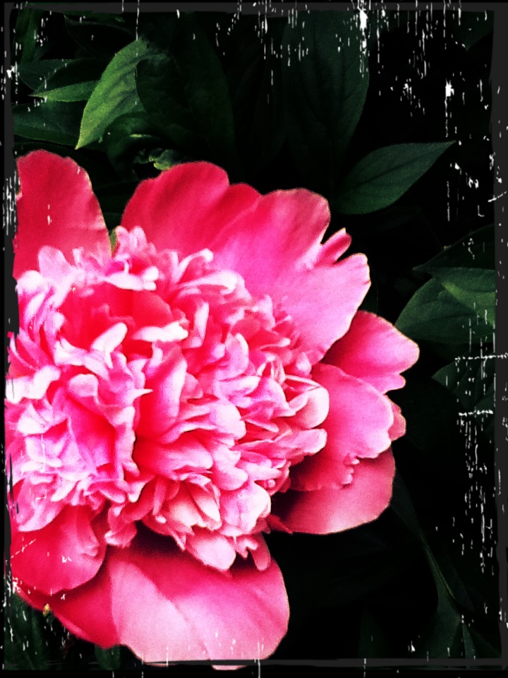 Clever Karen 10 Fun Free Photo Effect Apps