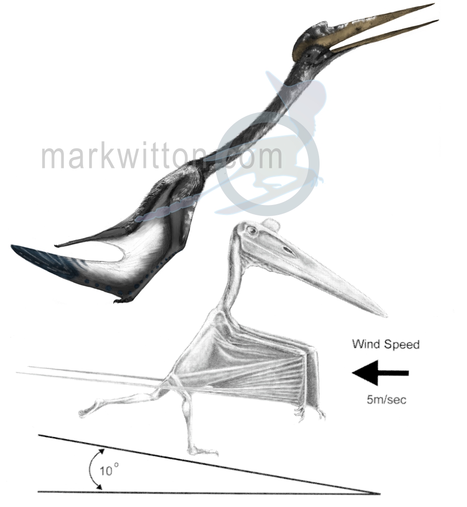 Tricky take-off limited pterosaur size