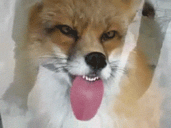 animal gif, fox licks frozen window