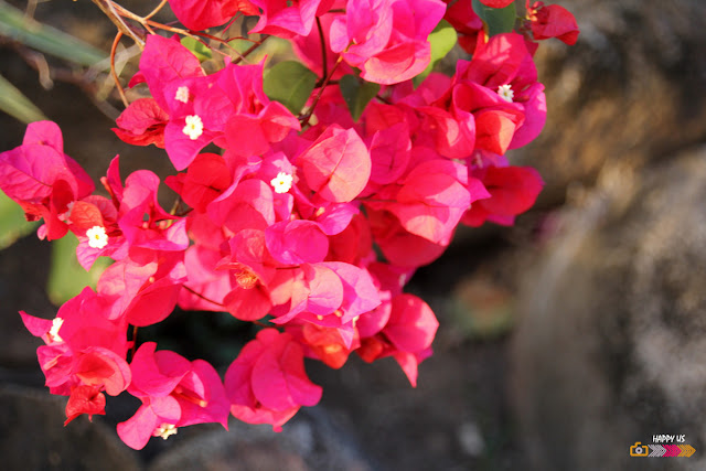 Couleurs guadeloupéennes