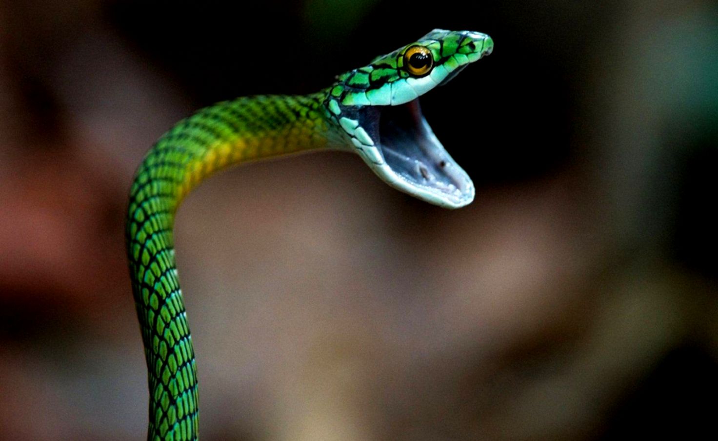 Black Mamba Snake Wallpapers New WallpapersNew Wallpapers Black Mamba Snake Wallpapers New WallpapersNew Wallpapers