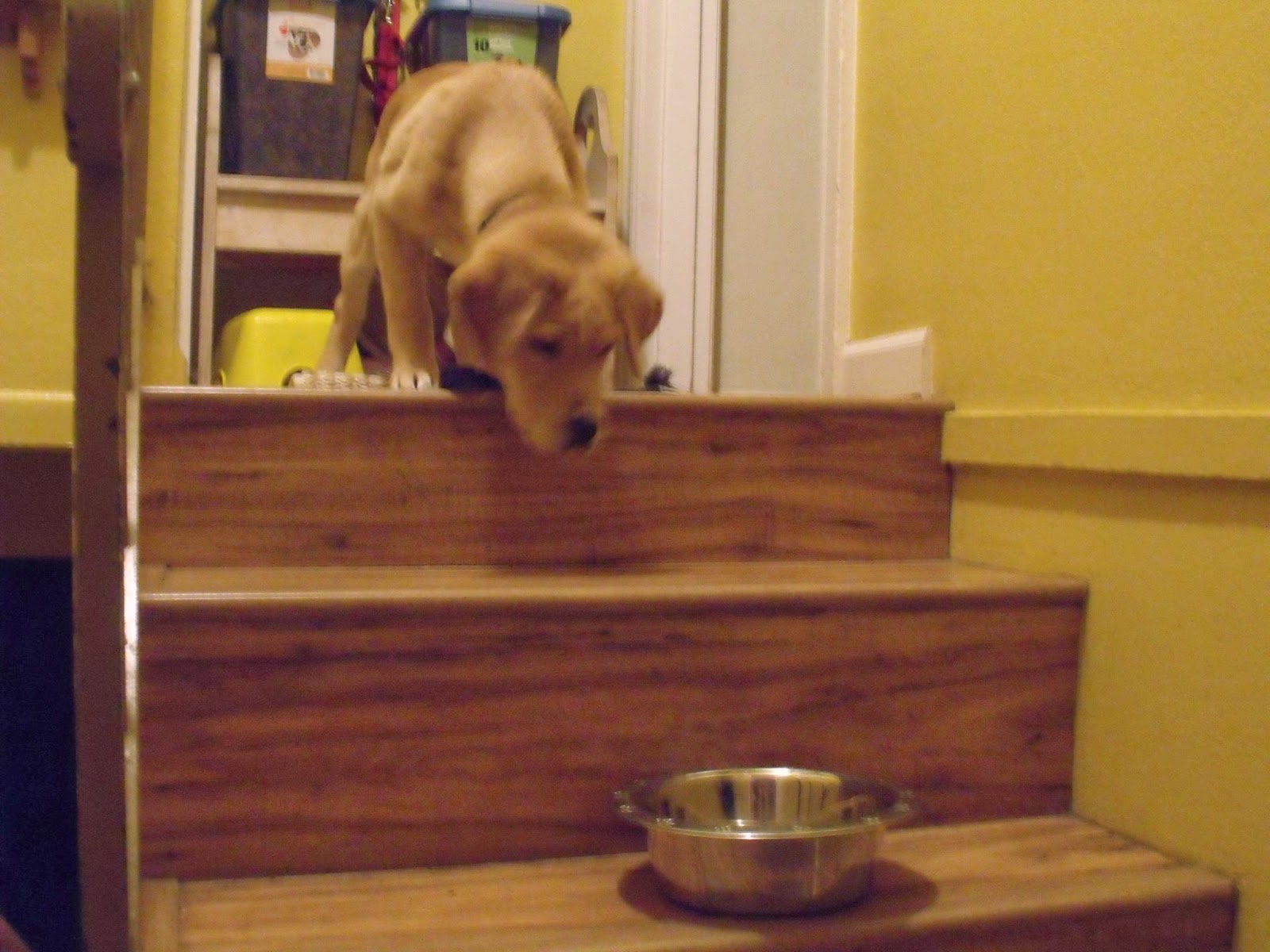 Pep Step Dog Beds Pep Step Dog Beds