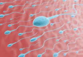 Tips Agar Cepat Hamil – Recommended Dr Rosdiana