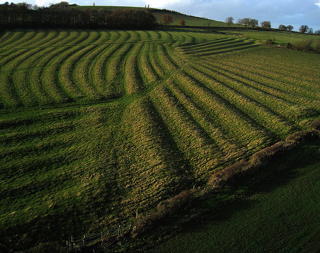 Kabondo Sweet Potatos Blog Growing Sweet Potatoes in Kenya Mounds