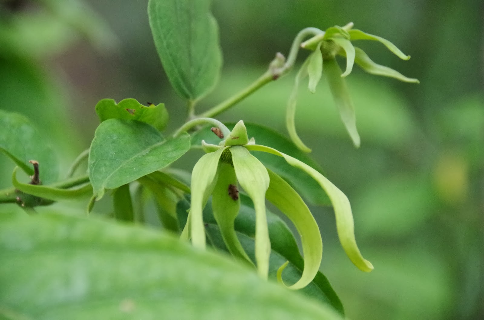 Trees and Plants Ylang Ylang