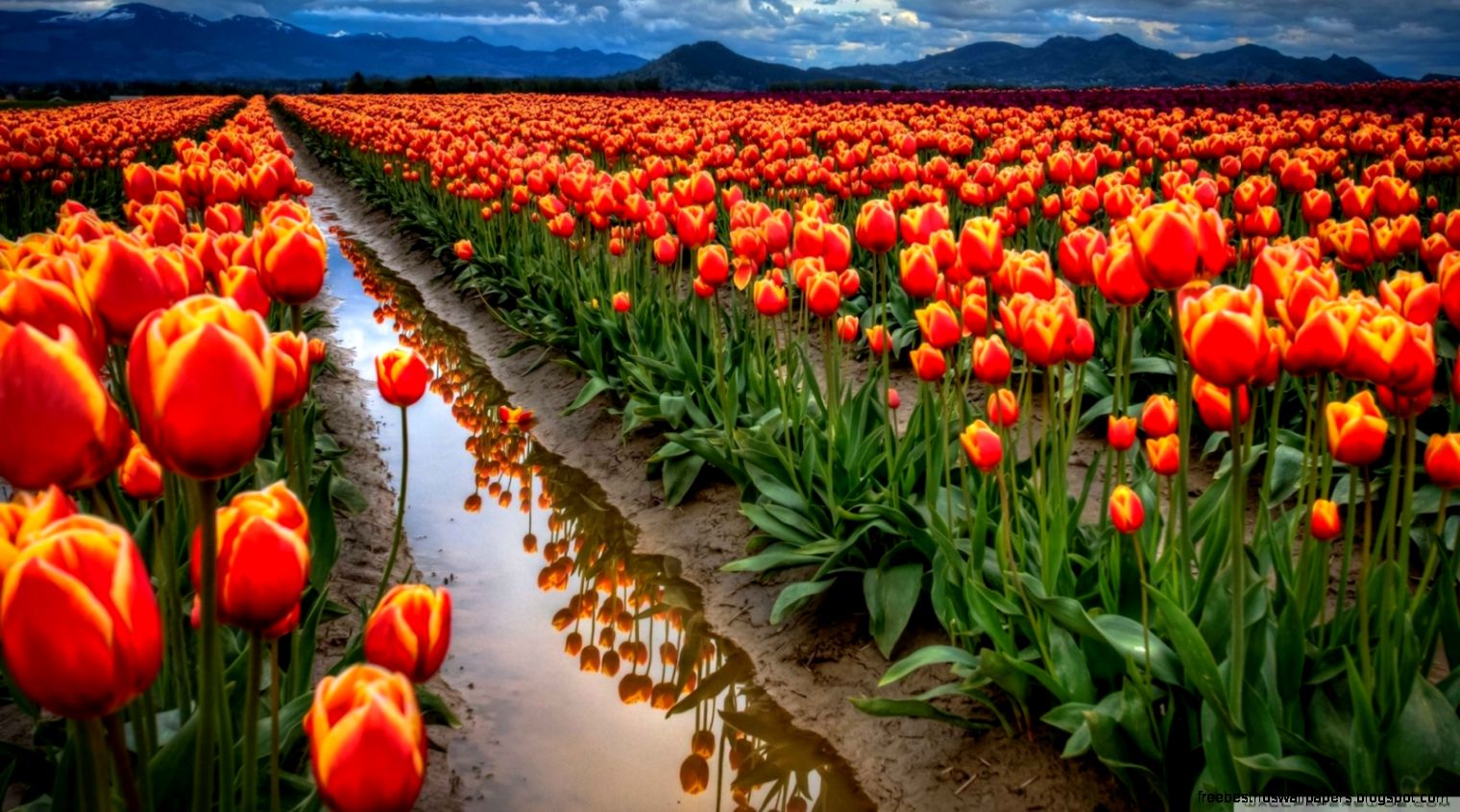 Tulips Field 2 Wallpapers Hd Wallpapers Tulips Field 2 Wallpapers Hd Wallpapers