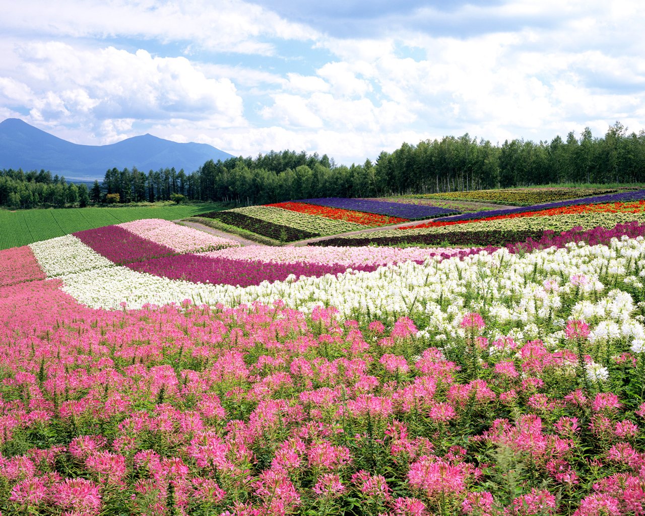Japan Flowers Download Wallpapers