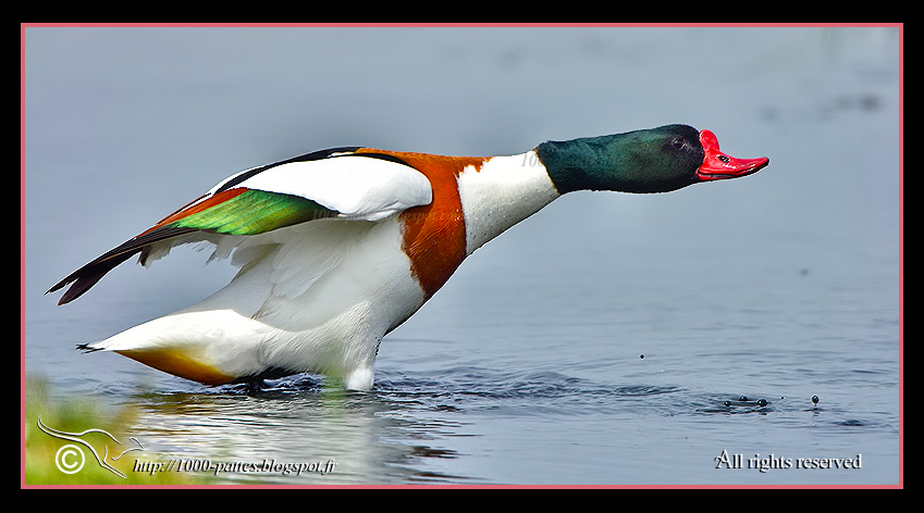 Tadorna tadorna - http://1000-pattes.blogspot.com/