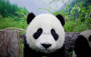 Panda Face HD Wallpaper