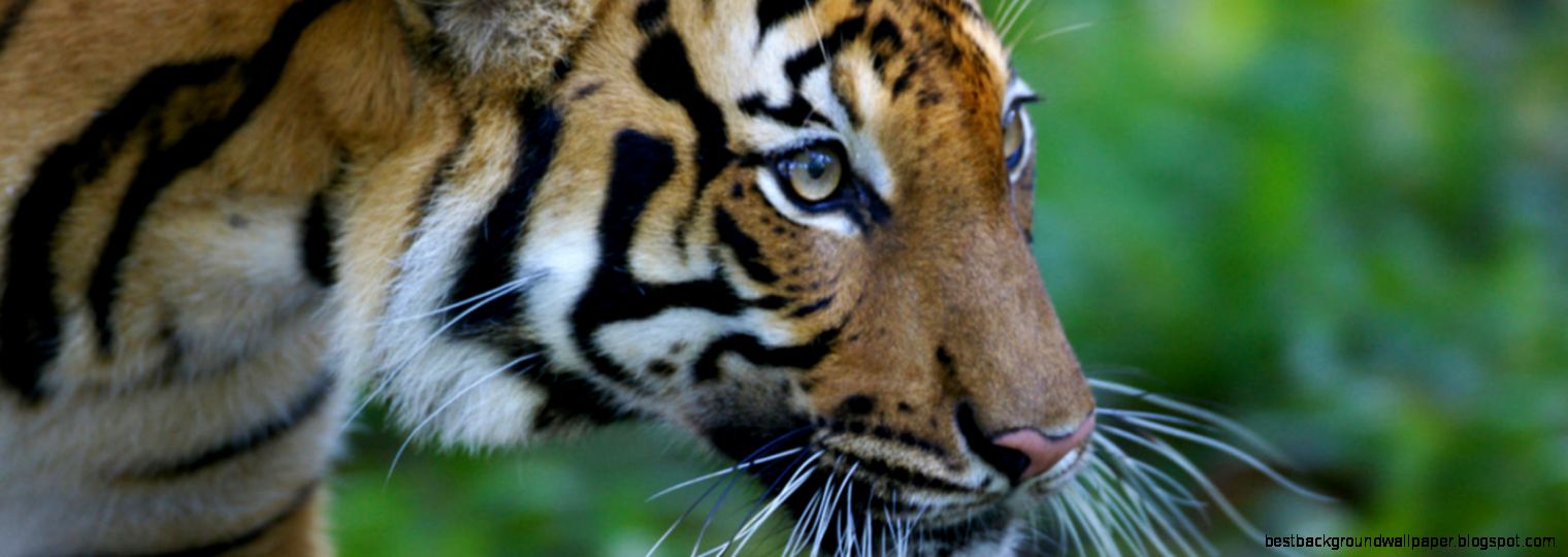 Tiger Species WWF Tiger Species WWF