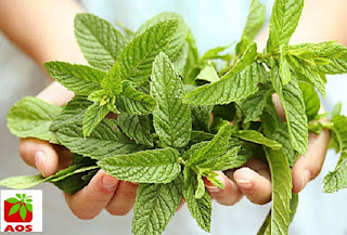 mentha oil supplier in delhi ncr