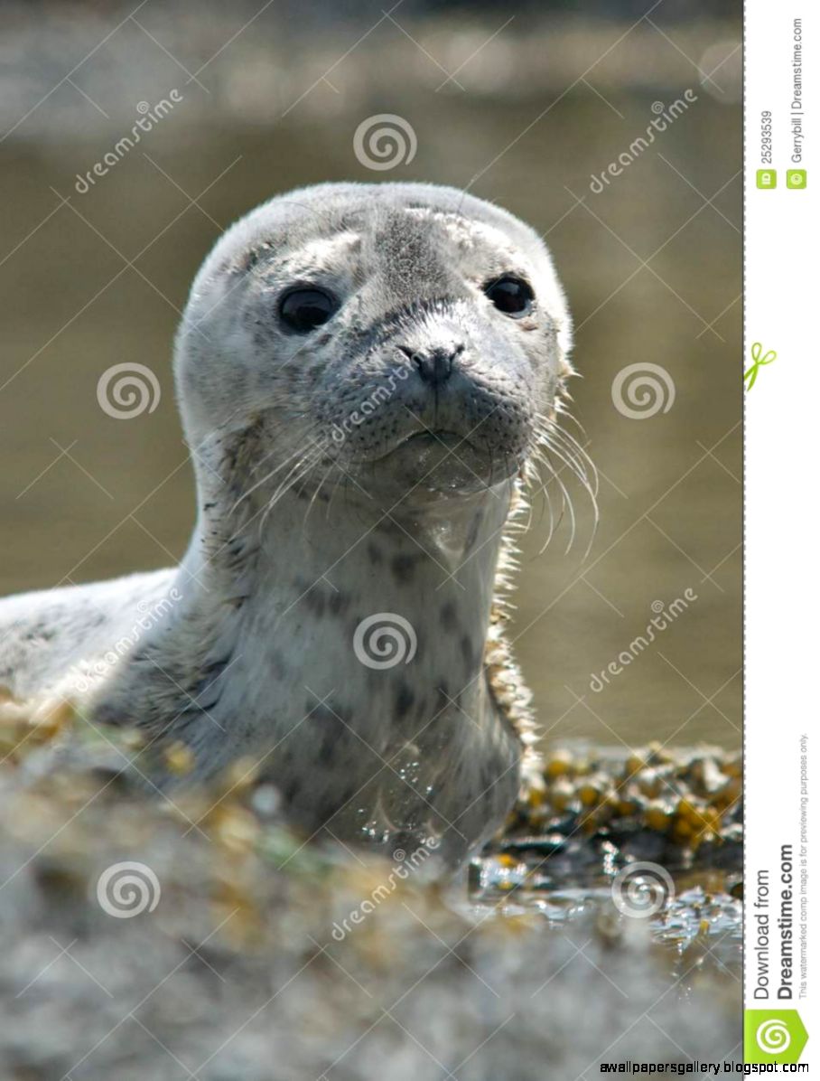 Baby Harbor Seal Royalty Free Stock Images Image 25293539 Baby Harbor Seal Royalty Free Stock Images Image 25293539