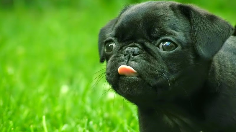 what's the most popular dog breed in the world