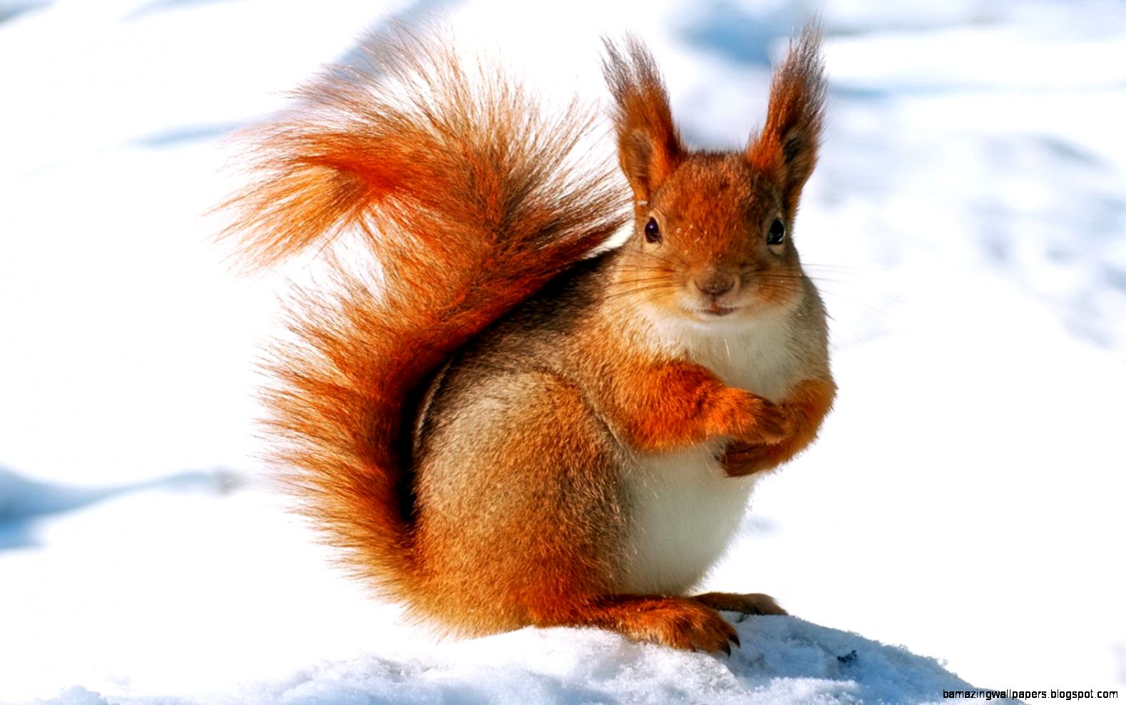 winter animal pictures httpfun time winter animal pictures httpfun time